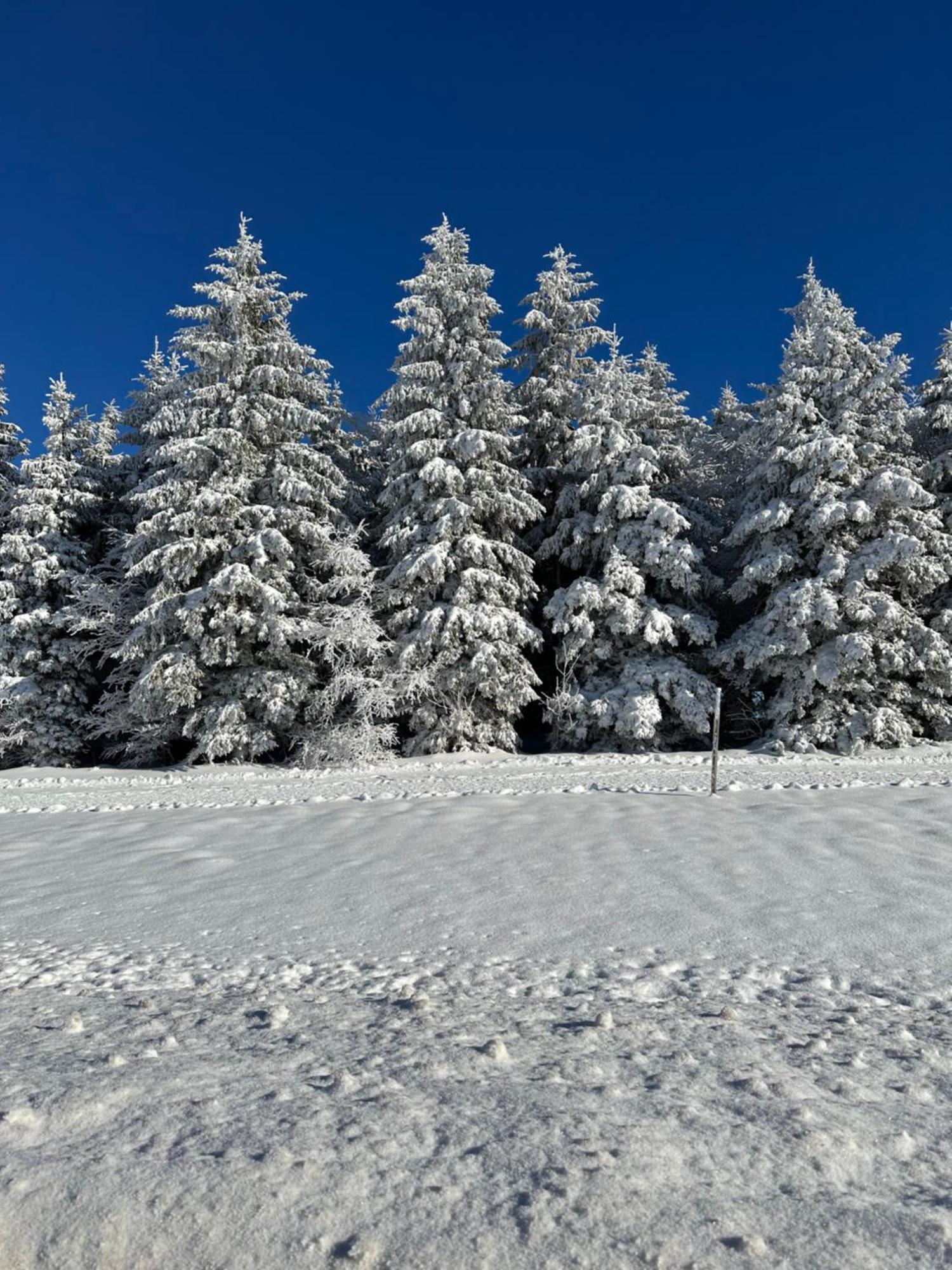 Bollenlodge - Ferienwohnung Mit Ausblick Und Top Lage ทอดท์เนา ภายนอก รูปภาพ